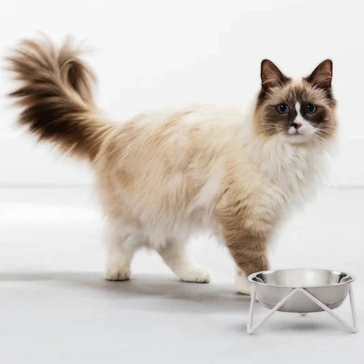Bendo Meow Cat Bowl Hero 11