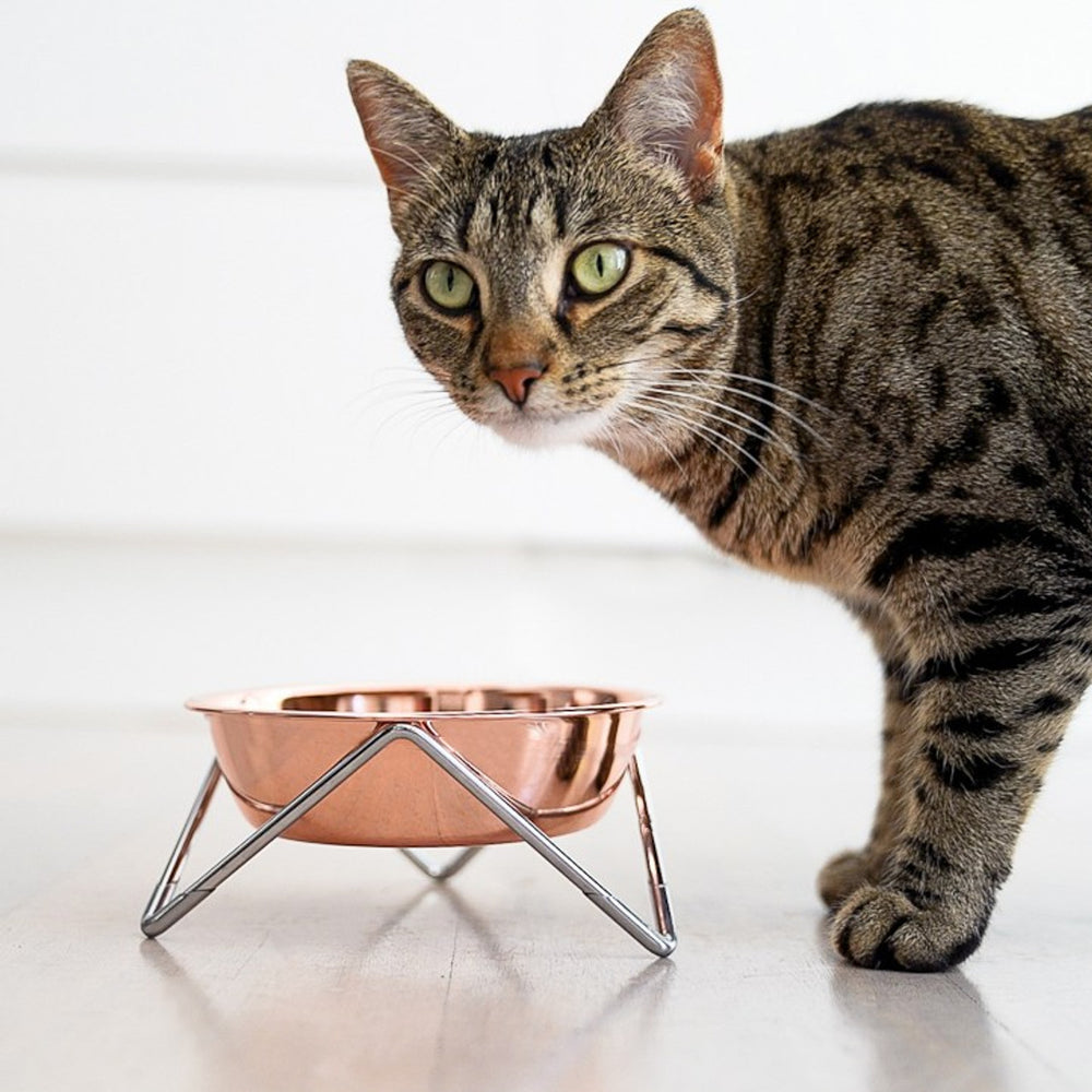 Bendo Meow Cat Bowl Copper Hero22